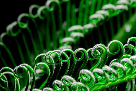 Green leaves background. Green leaves color tone darkの写真素材