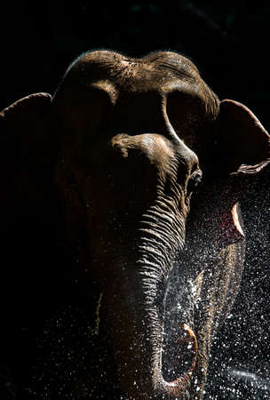 Wild elephant in the beautiful forestの写真素材