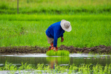 Asian farmer transplant rice seedlings in rice field,Farmerの写真素材