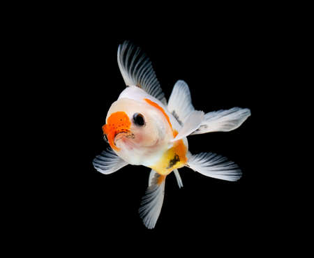 goldfish isolated on a dark black backgroundの写真素材