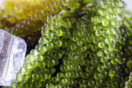 Sea grapes ( green caviar ) seaweedの写真素材