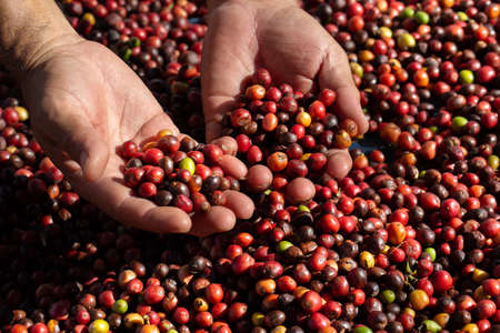 Fresh Arabica coffee berries . Organic coffee farm