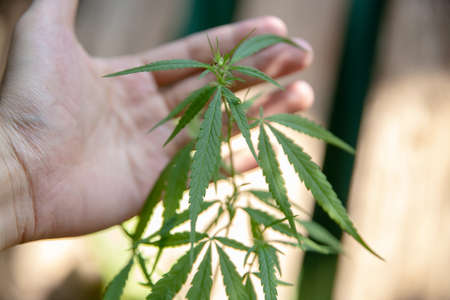 cannabis on a Black backgroundの写真素材