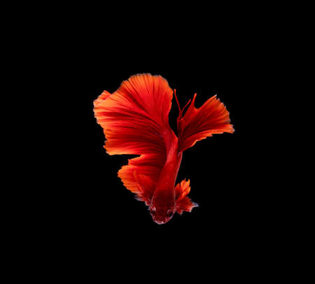 Betta fish, siamese fighting , betta splendens isolated on black background