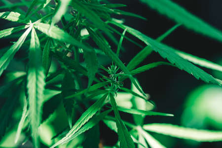 cannabis on a Black background