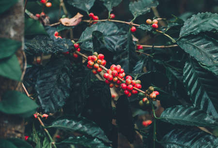 Fresh Arabica coffee berries . Organic coffee farmの写真素材