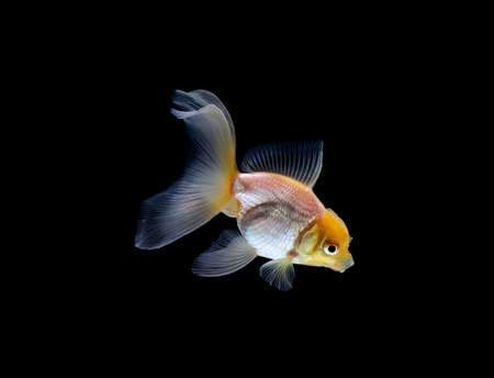 goldfish isolated on a dark black backgroundの写真素材