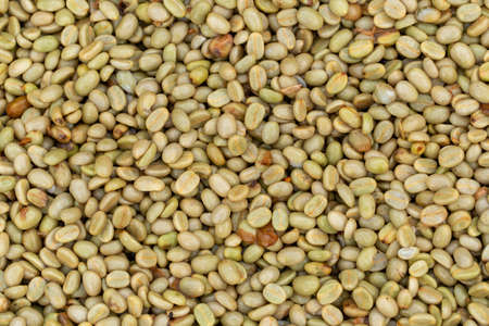 Fresh Arabica coffee berries . Organic coffee farm