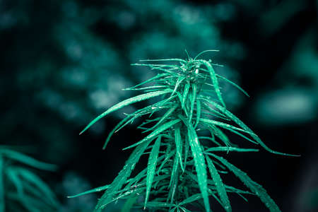 cannabis on a Black backgroundの写真素材