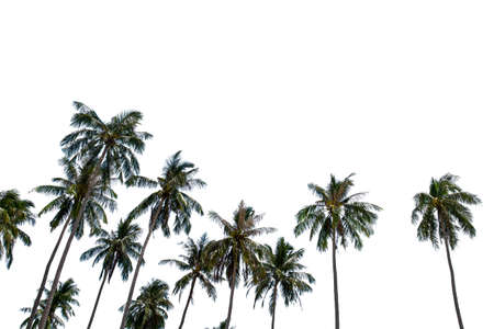 Coconut palm trees on white backgroundの写真素材