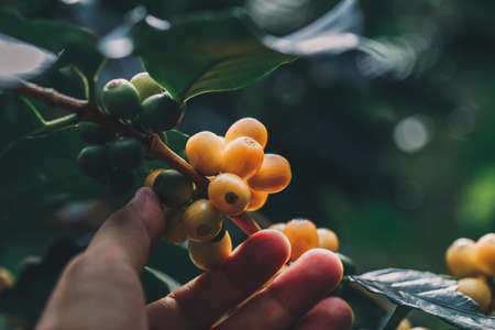 Arabica coffee beans color yellow CatiMor ripening on treeの写真素材