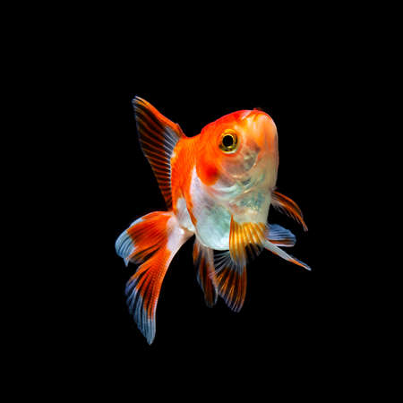 goldfish isolated on a dark black backgroundの写真素材