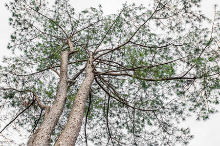 Pinus mugo - It is also known as creeping pine, dwarf mountain pine, mugo pine
