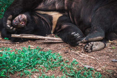 Black bear or buffalo Bear sleepingの写真素材