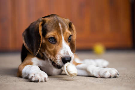 Puppy dog ripping ball apart Beagle dog purebredの写真素材