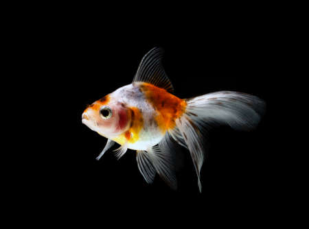 goldfish isolated on a dark black backgroundの写真素材