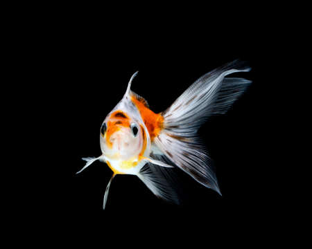goldfish isolated on a dark black background
