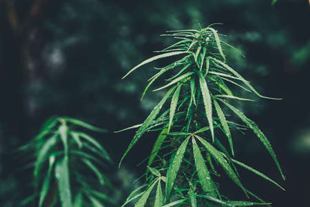 cannabis on a Black backgroundの写真素材