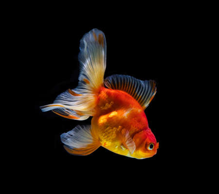 goldfish isolated on a dark black backgroundの写真素材