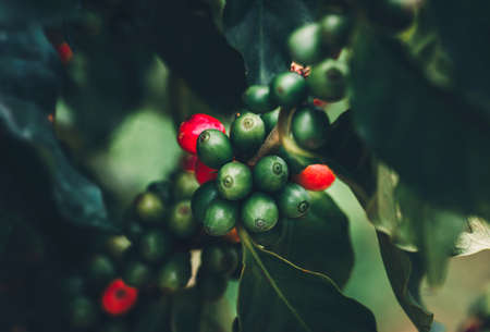 Coffee beans ripening, fresh coffee,red berry branchの写真素材