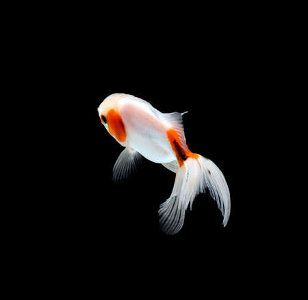 goldfish isolated on a dark black backgroundの写真素材