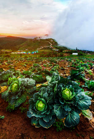 Organic cabbage cultivation Vegetable farmingの写真素材