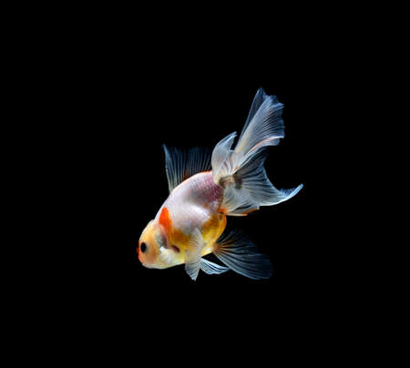 goldfish isolated on a dark black backgroundの写真素材