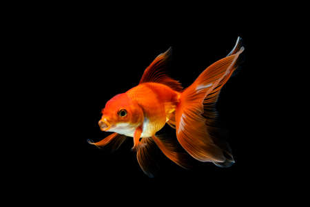 goldfish isolated on a dark black backgroundの写真素材