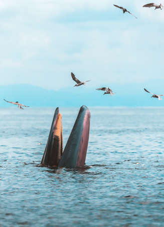 Big whale, Eating fish at gulf of Thailandの写真素材