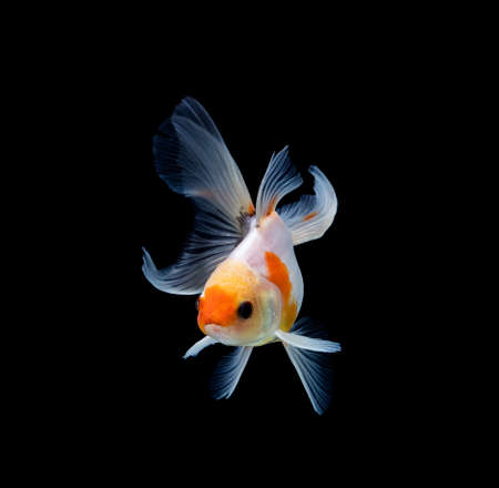 goldfish isolated on a dark black backgroundの写真素材
