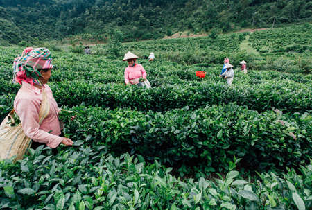 Vietnam - Sptember 9, 2016 : Women from Vietnam breaks tea leaves on tea plantationのeditorial素材