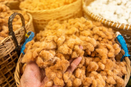 White silk cotton tree, Ceiba, Kapok, Java cottonの写真素材