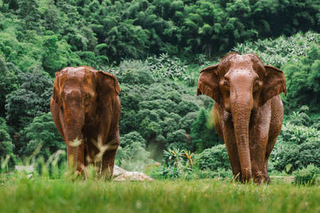 Asian Elephant in a nature at deep forest in Thailandの写真素材