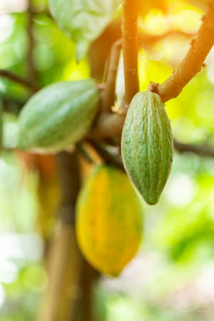 Cacao Tree (Theobroma cacao). Organic cocoa fruit pods in nature.の写真素材