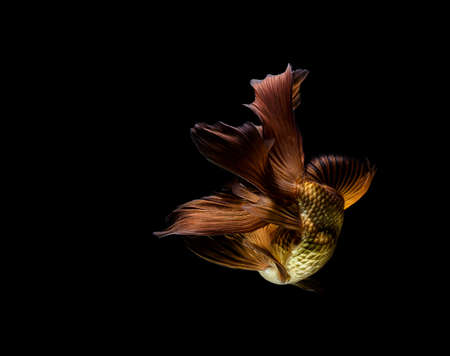 goldfish isolated on a dark black backgroundの写真素材