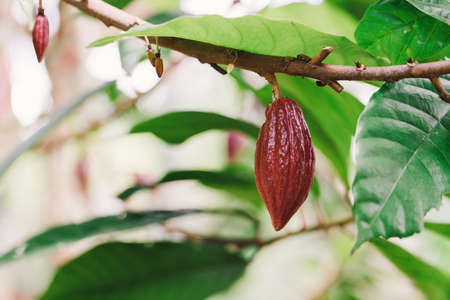 Cacao Tree (Theobroma cacao). Organic cocoa fruit pods in nature.の写真素材