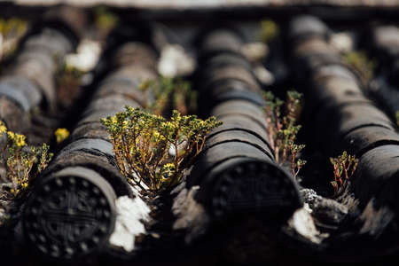 Close up of Green Moss on the wood textureの写真素材