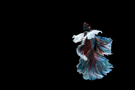 Betta fish, siamese fighting fish, betta splendens isolated on black backgroundの写真素材