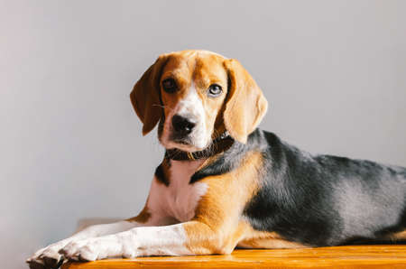 beautiful beagle dog isolated on whiteの写真素材