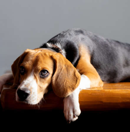 beautiful beagle dog isolated on whiteの写真素材