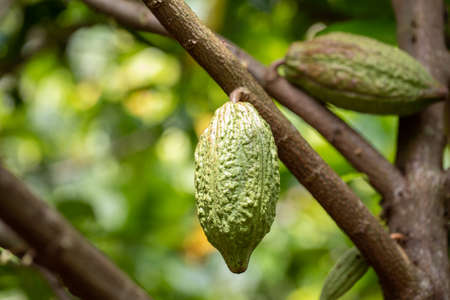 Cacao Tree (Theobroma cacao). Organic cocoa fruit pods in nature.の写真素材