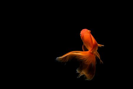 goldfish isolated on a dark black backgroundの写真素材