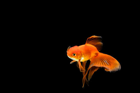 goldfish isolated on a dark black backgroundの写真素材