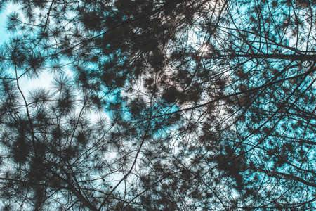 Pinus mugo - It is also known as creeping pine, dwarf mountain pine, mugo pineの写真素材