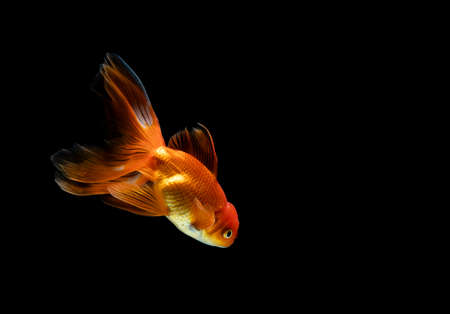 goldfish isolated on a dark black backgroundの写真素材