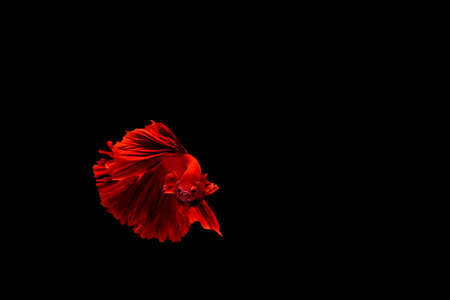 Betta fish, siamese fighting fish, betta splendens isolated on black backgroundの写真素材