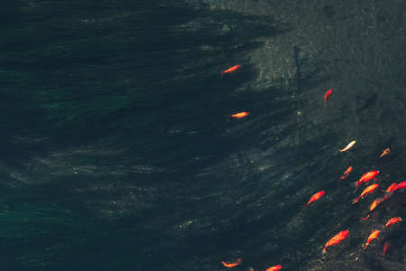 colorful Koi fish in the natural riverの写真素材
