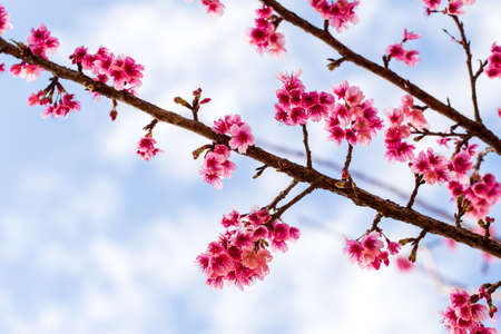 Cherry Blossom and Sakura wallpaperの写真素材