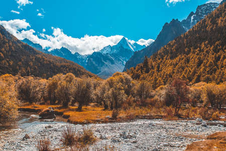 Colorful in autumn forest and snow mountain at Yading nature reserve, The last Shangri laの写真素材