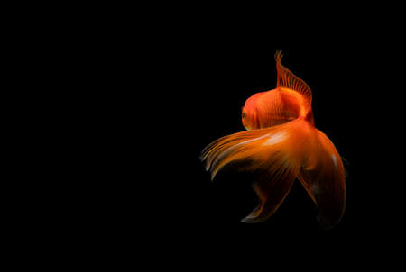 goldfish isolated on a dark black backgroundの写真素材